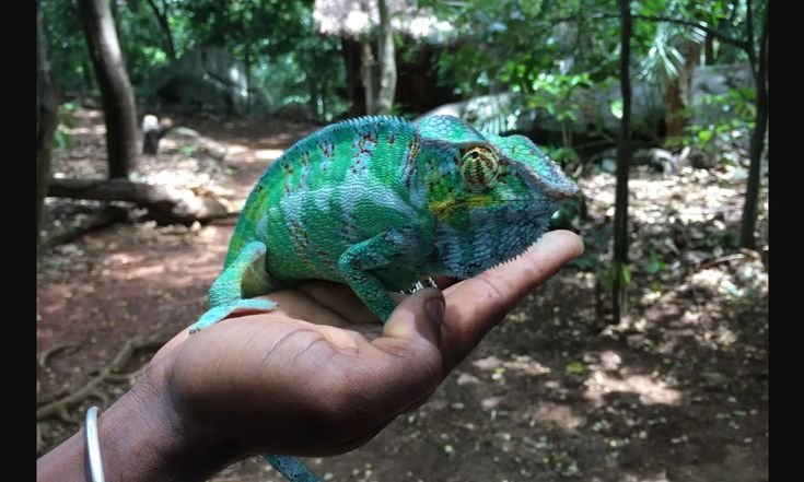 marabout medium guérisseur