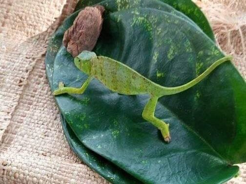 rituel retour affectif paiement après résultat