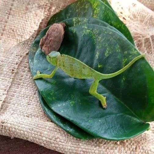 marabout paiement après résultat